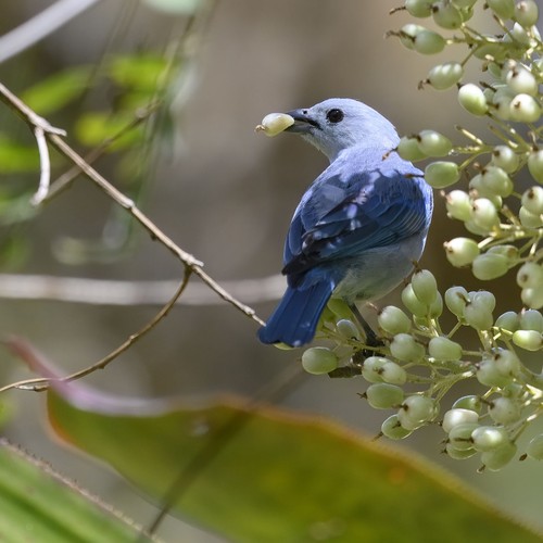 Blue-gray Tanager