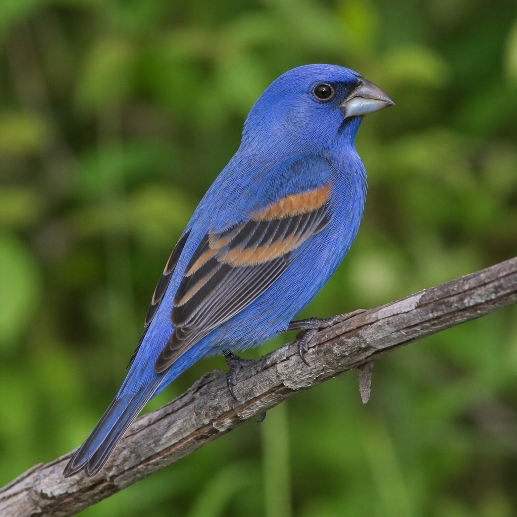 Blue Grosbeak