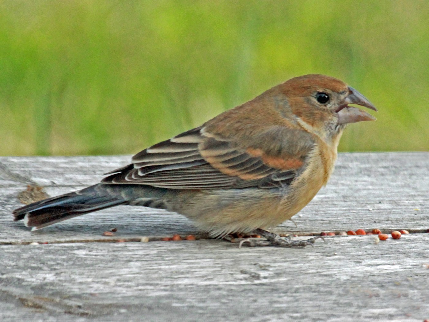 Blue Grosbeak (Passerina caerulea)