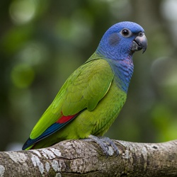 Blue-headed Parrot Identification Guide