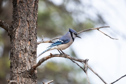 Blue Jay