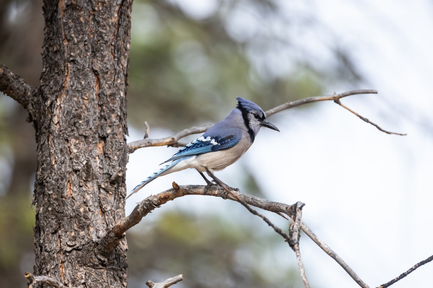 Blue Jay (Cyanocitta cristata)