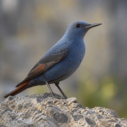 Blue Rock Thrush Identification Guide
