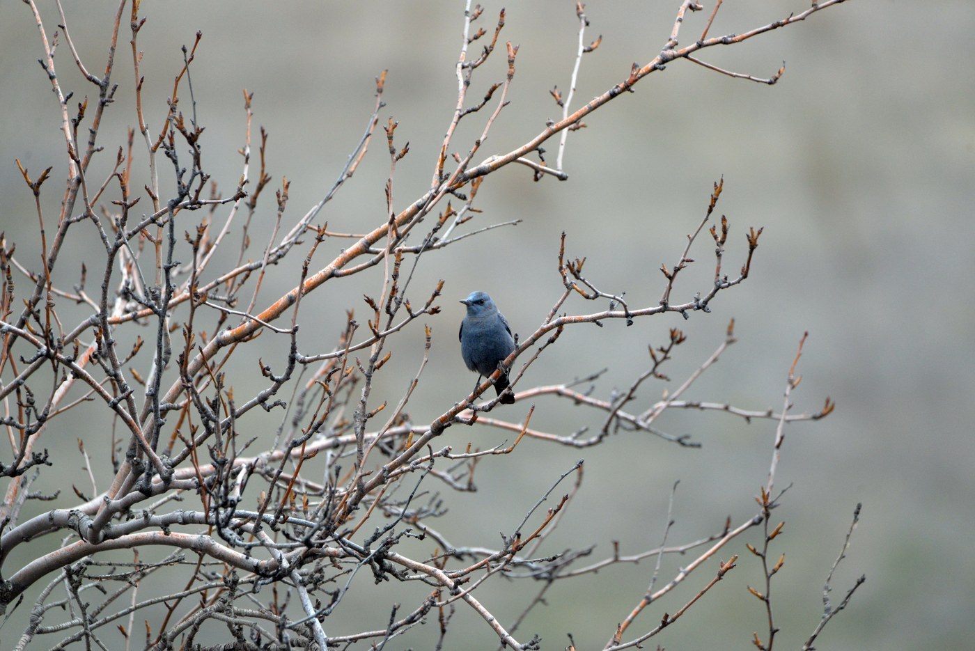 Blue Rock Thrush (Monticola solitarius)