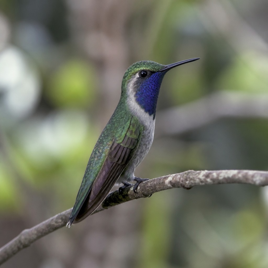 Blue-throated Mountain-gem