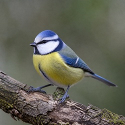 Blue Tit Identification Guide