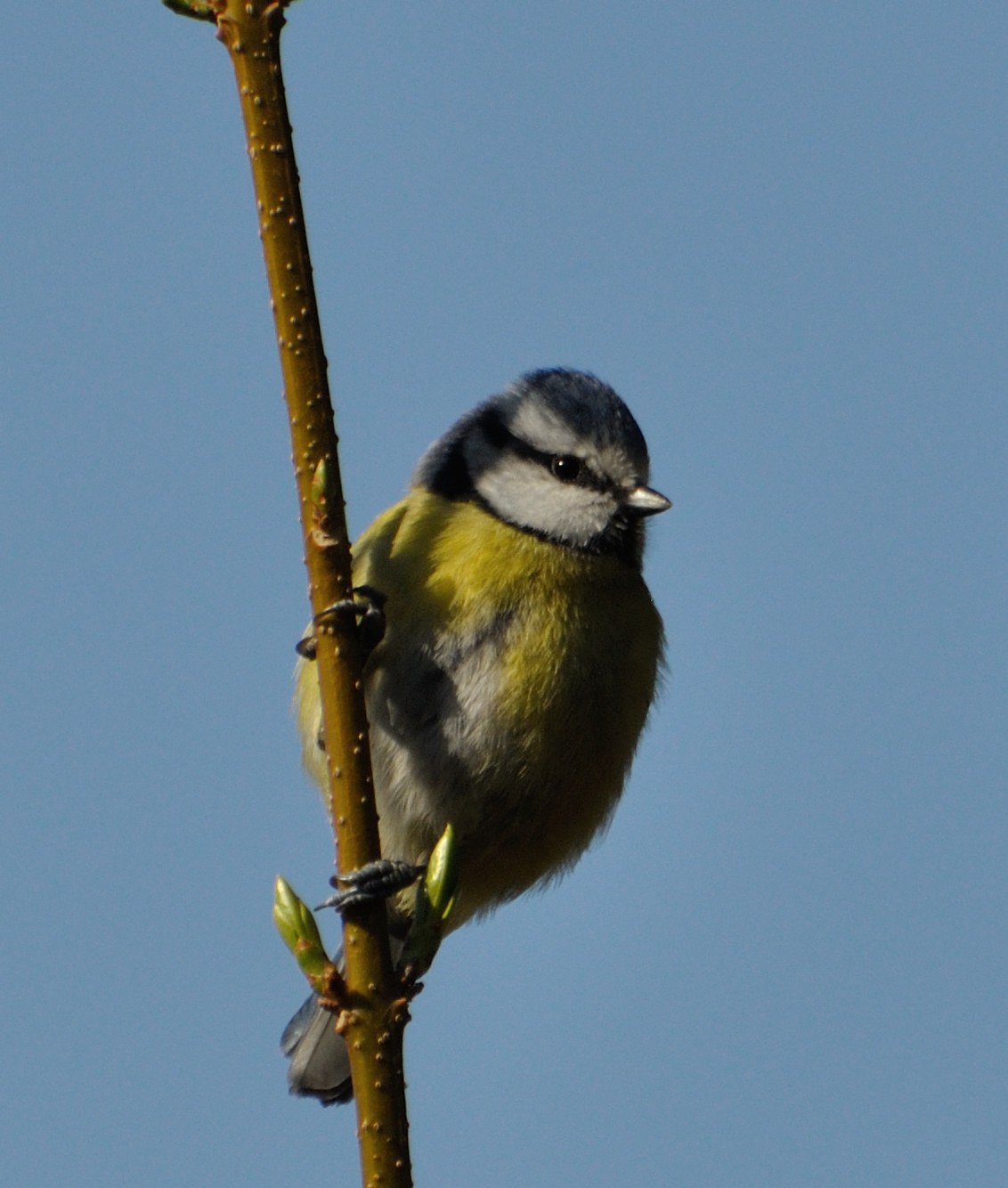 Blue Tit (Cyanistes caeruleus)