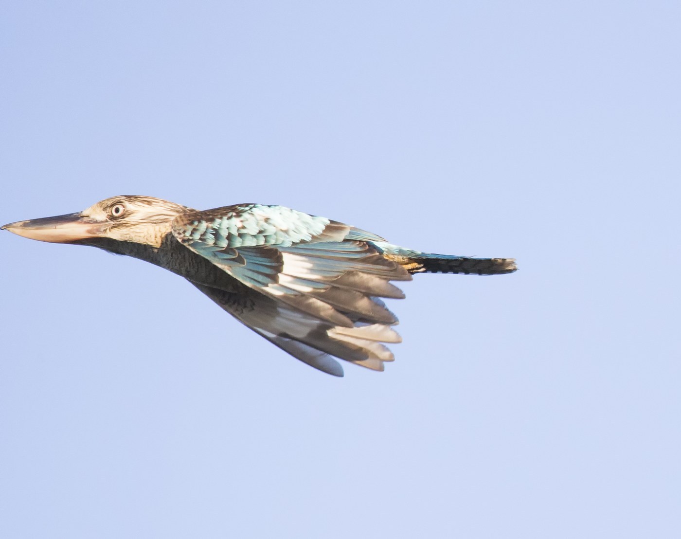 Blue-winged Kookaburra Identification Guide