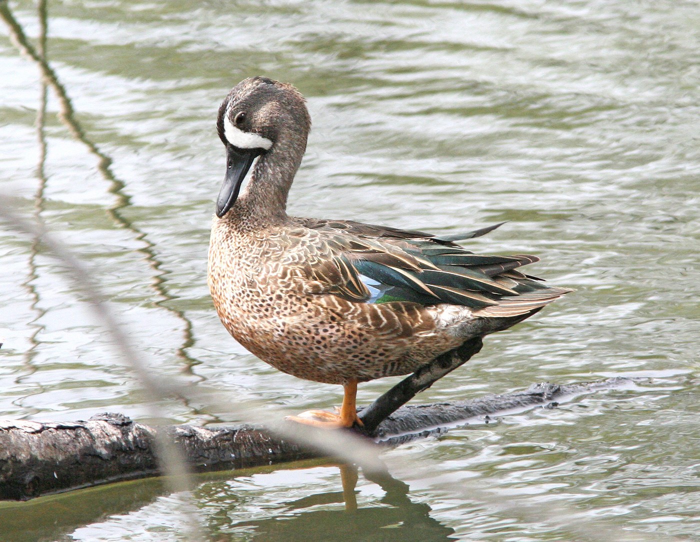 Blue-winged Teal (Spatula discors)