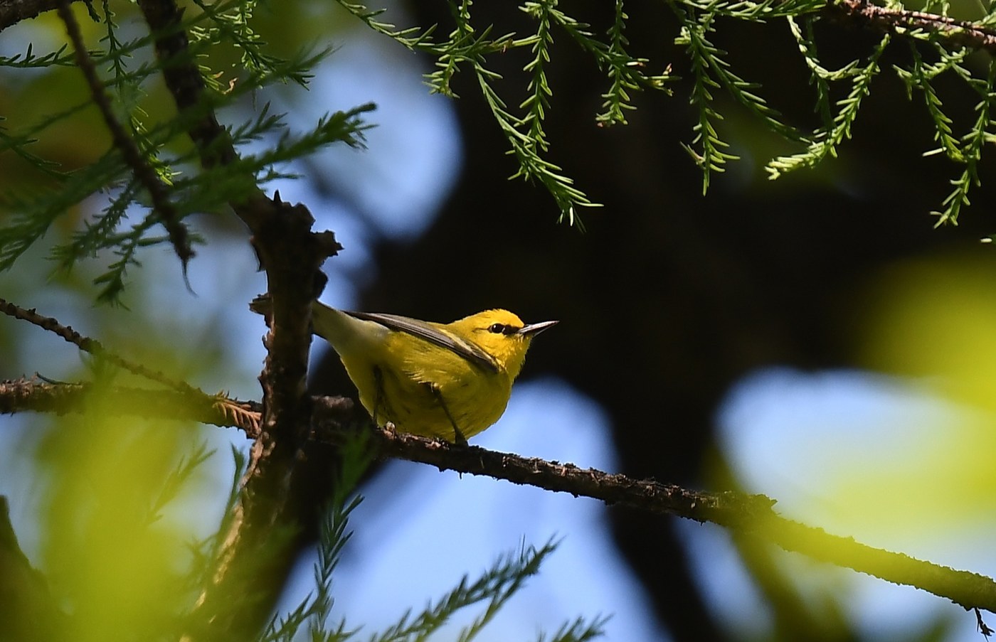 Blue-winged Warbler (Vermivora cyanoptera)