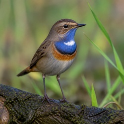 Bluethroat Identification Guide