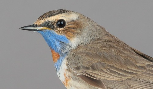 Bluethroat