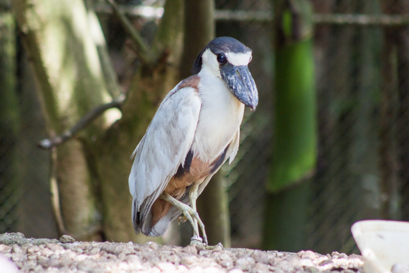 Boat-billed Heron (Cochlearius cochlearius)