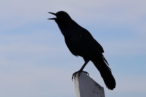 Boat-tailed Grackle