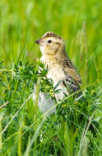 Bobolink
