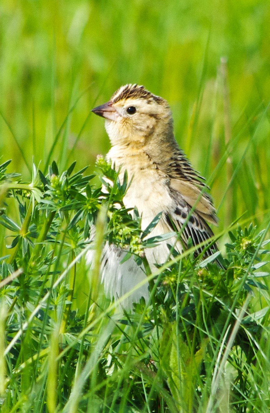 Bobolink (Dolichonyx oryzivorus)