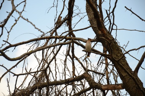 Bohemian Waxwing