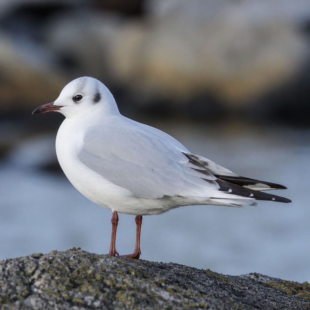 Bonaparte's Gull