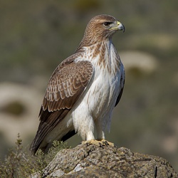 Booted Eagle Identification Guide