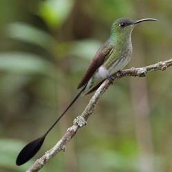 Booted Racket-tail Identification Guide