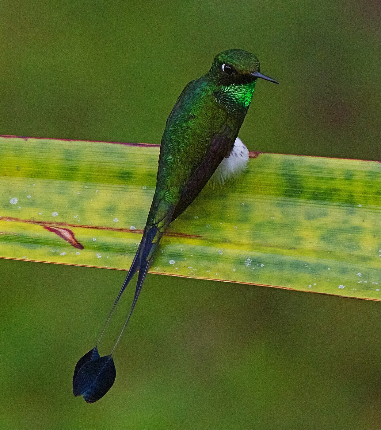 Booted Racket-tail (Ocreatus underwoodii)