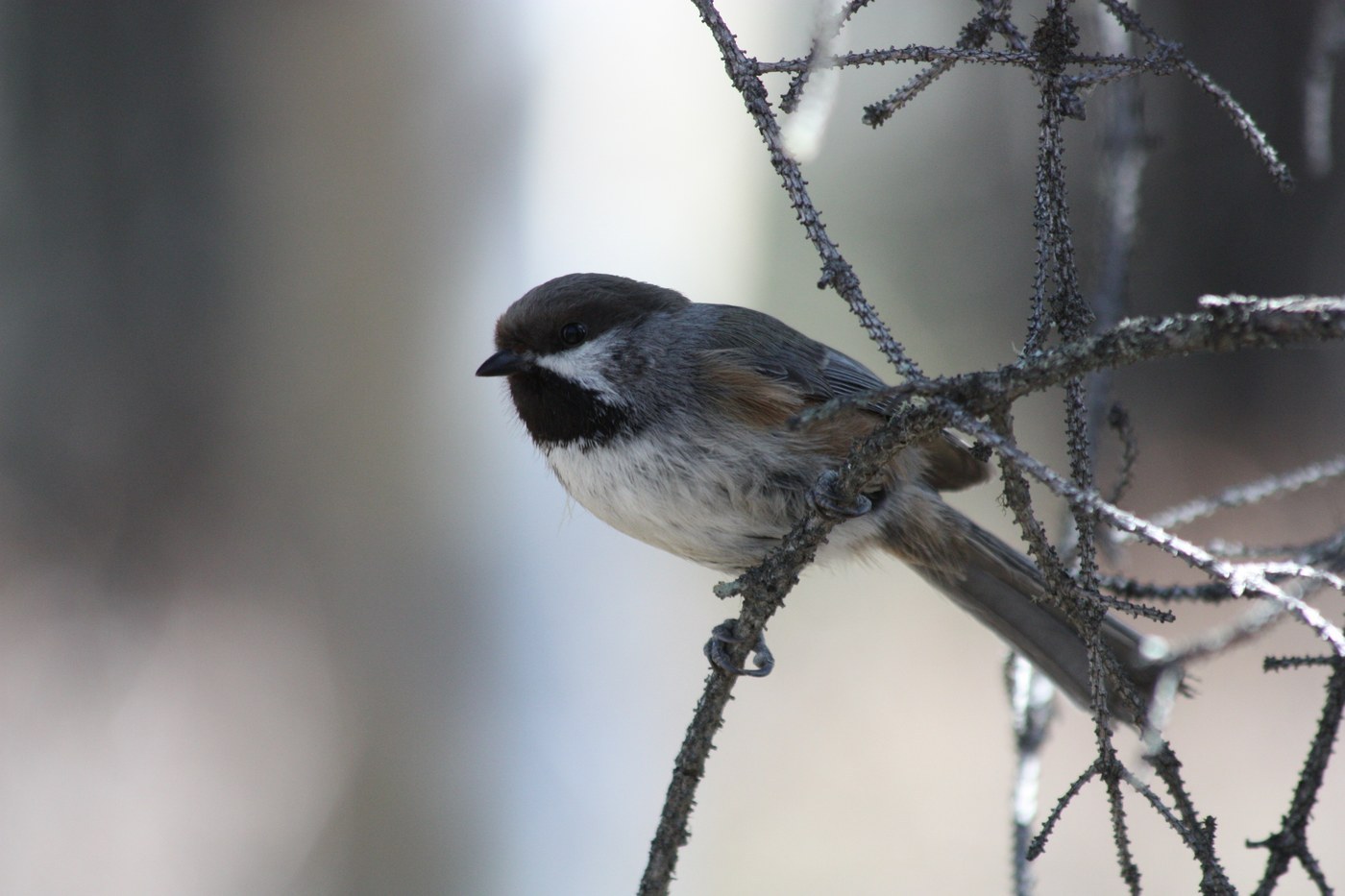 Boreal Chickadee (Poecile hudsonicus)