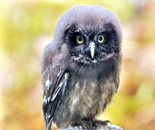 Boreal Owl