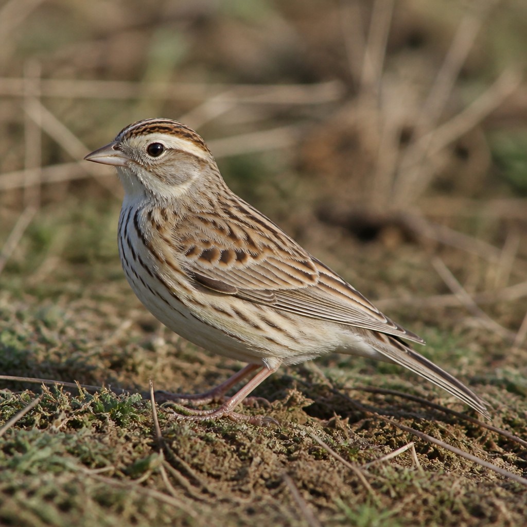 Botteri's Sparrow