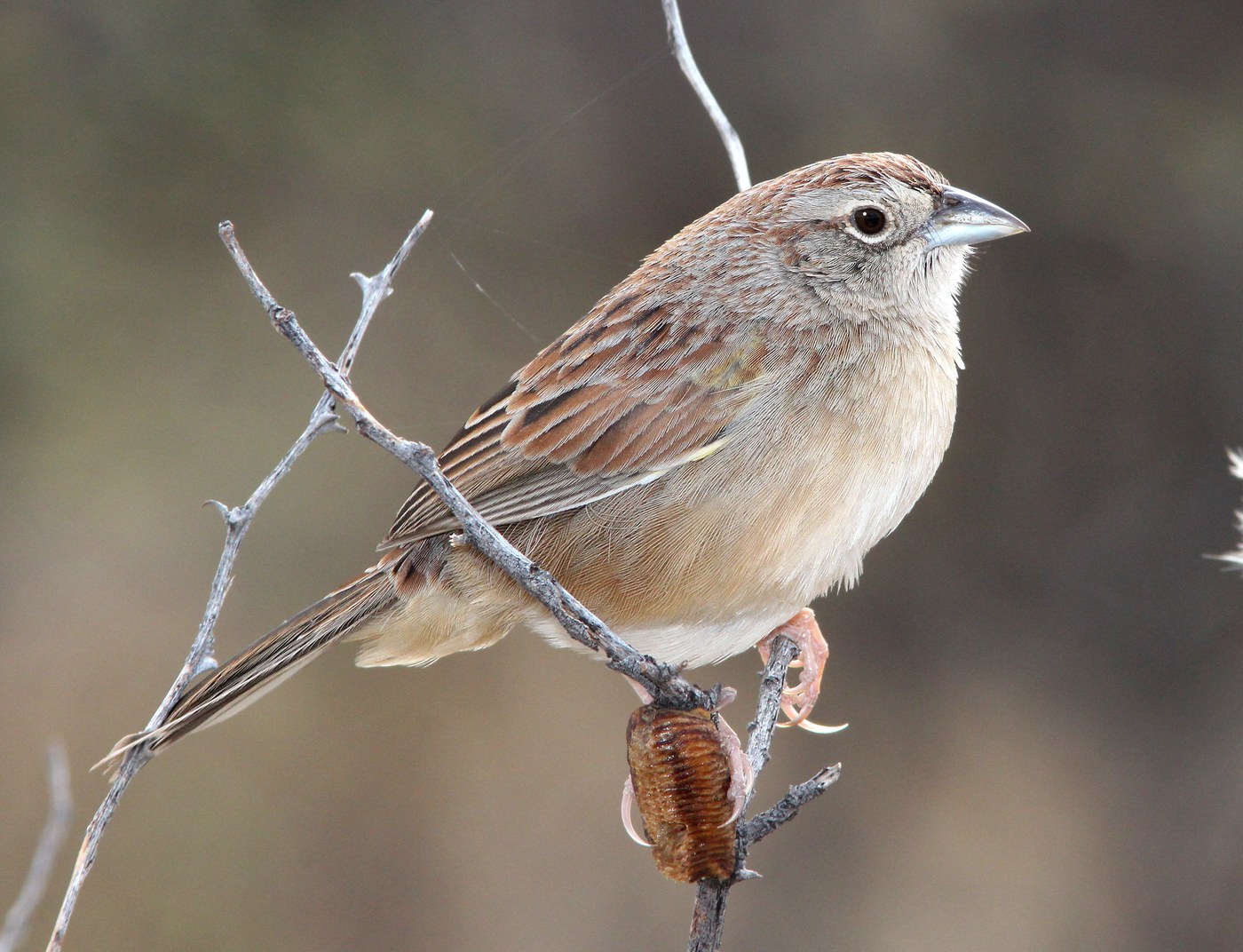 Botteri's Sparrow (Peucaea botterii)