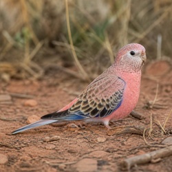 Bourke's Parrot Identification Guide