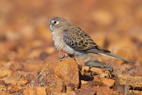 Bourke's Parrot
