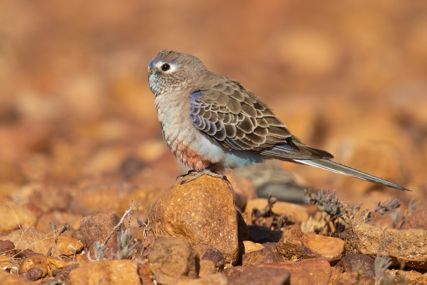 Bourke's Parrot (Neopsephotus bourkii)