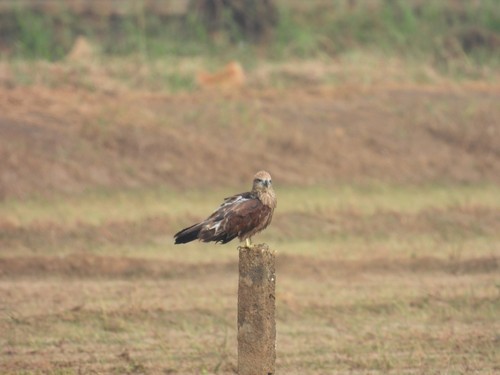 Brahminy Kite
