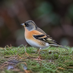 Brambling Identification Guide