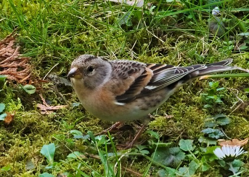 Brambling