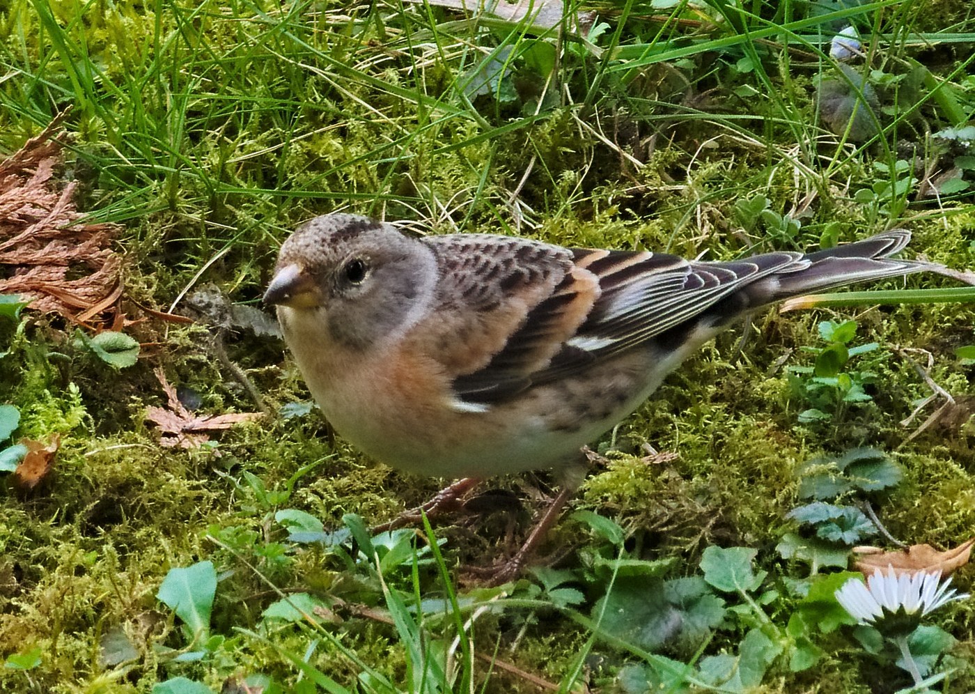 Brambling Identification Guide