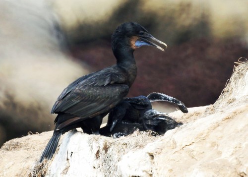Brandt's Cormorant