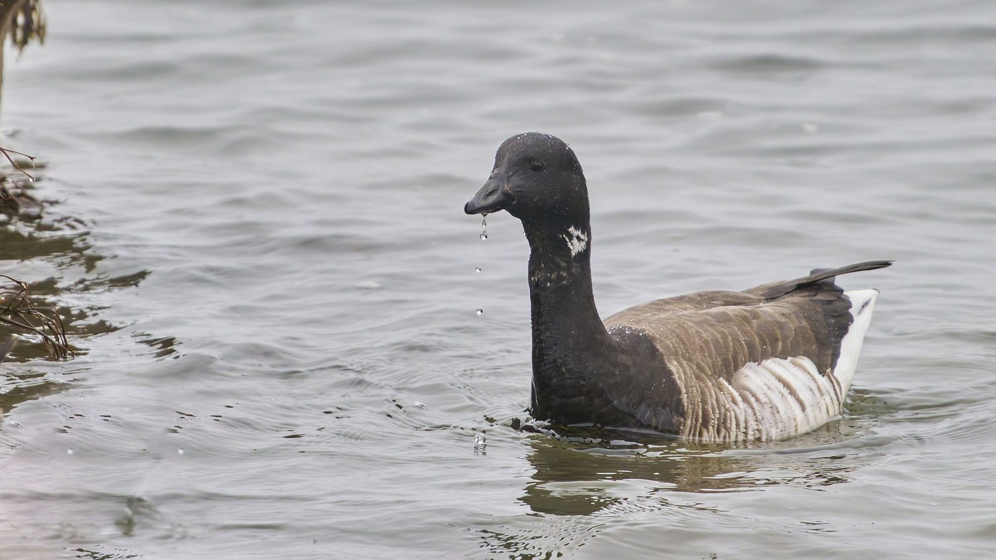Brant (Branta bernicla)