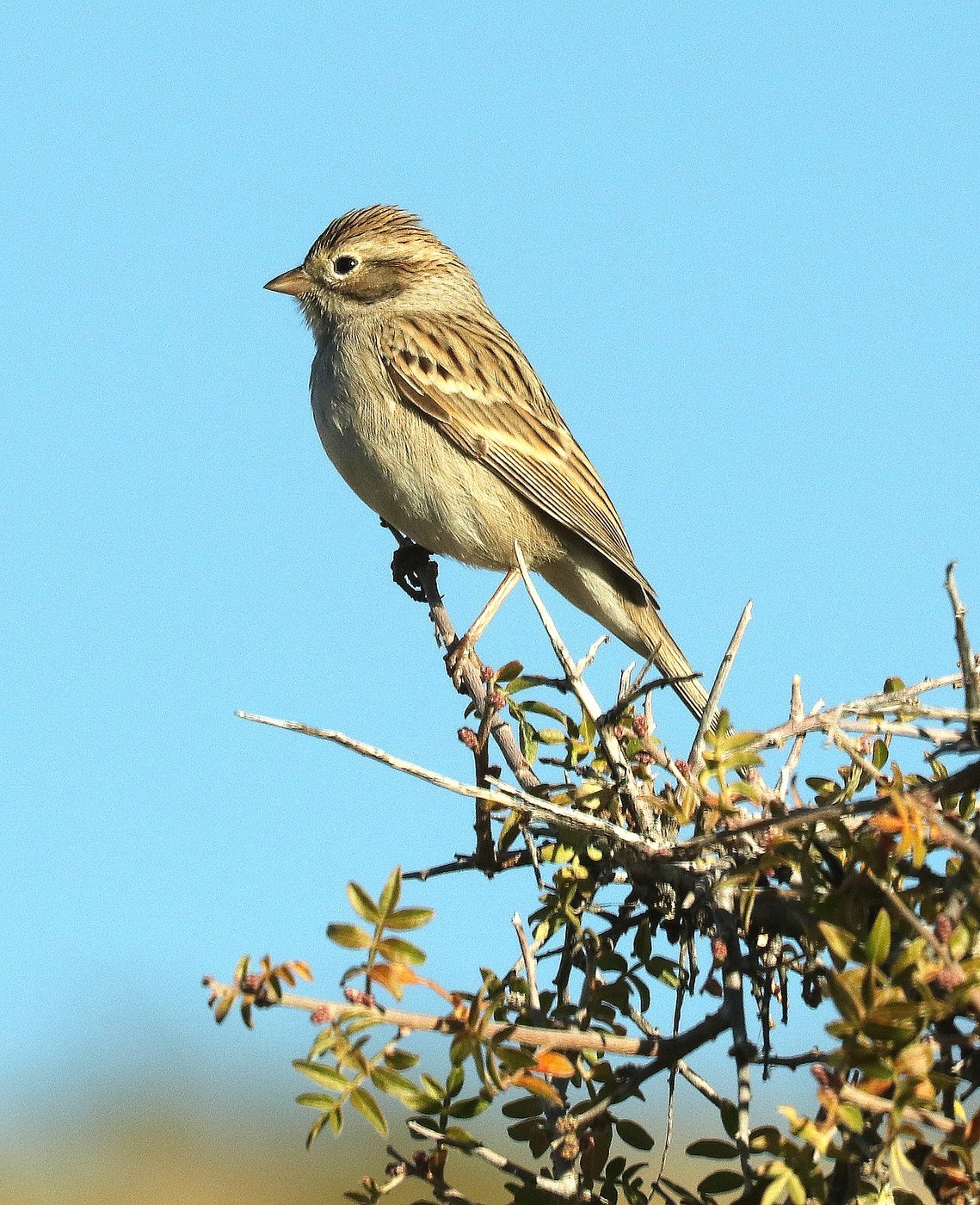 Brewer's Sparrow (Spizella breweri)