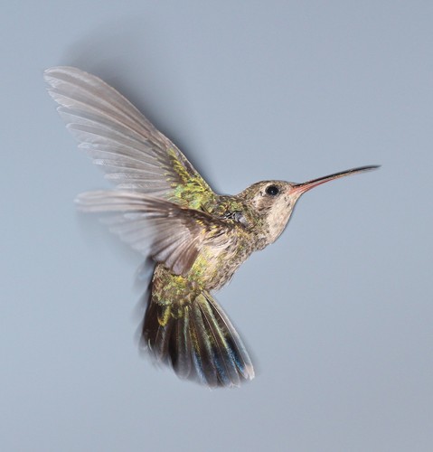 Broad-billed Hummingbird