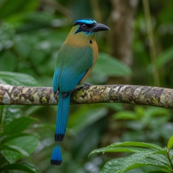 Broad-billed Motmot Identification Guide