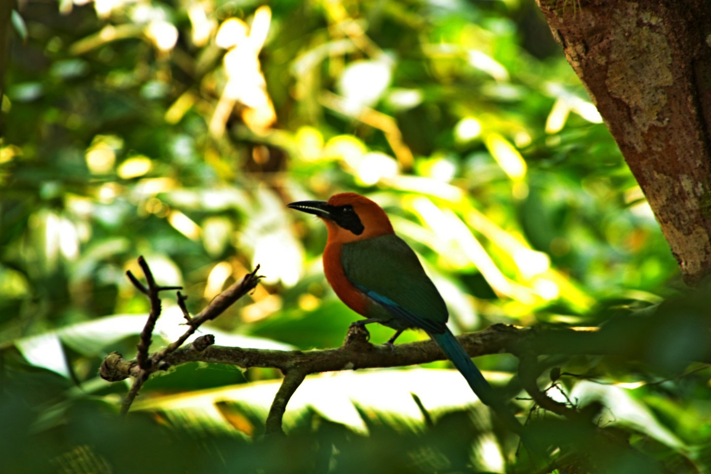 Broad-billed Motmot Identification Guide