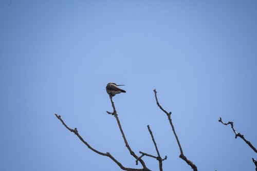 Broad-tailed Hummingbird