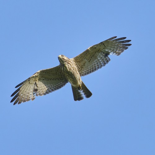 Broad-winged Hawk