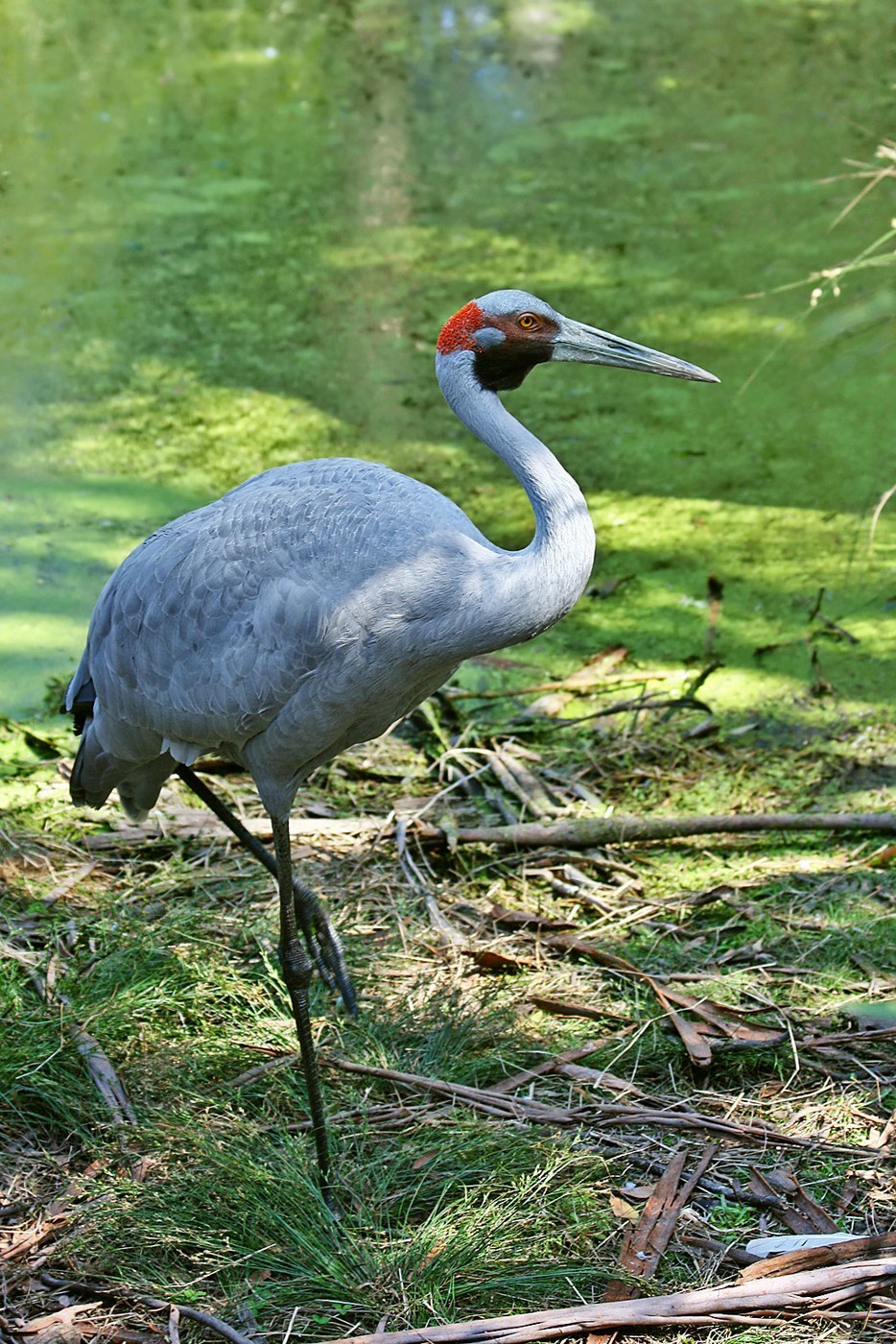 Brolga (Antigone rubicunda)