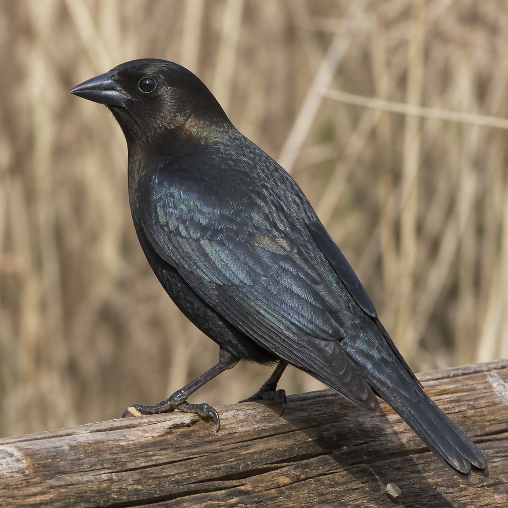 Bronzed Cowbird