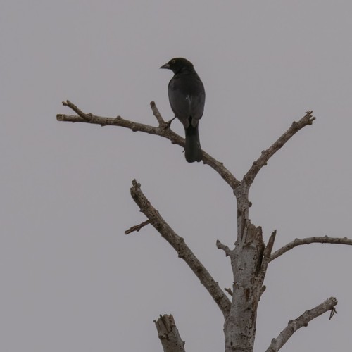 Bronzed Cowbird