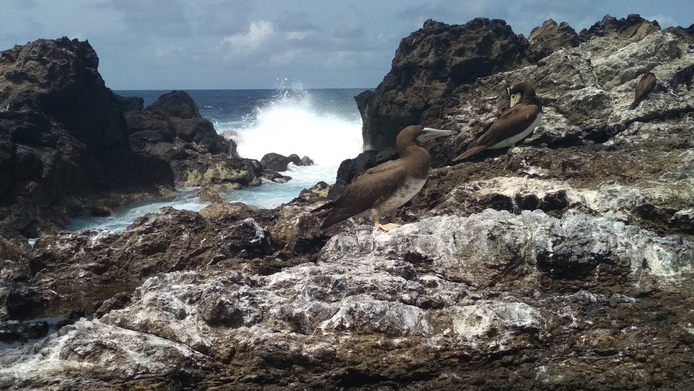 Brown Booby Identification Guide