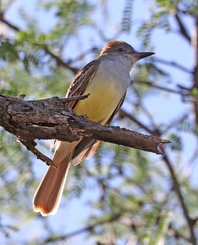 Brown-crested Flycatcher