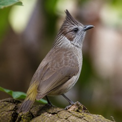 Brown-eared Bulbul Identification Guide